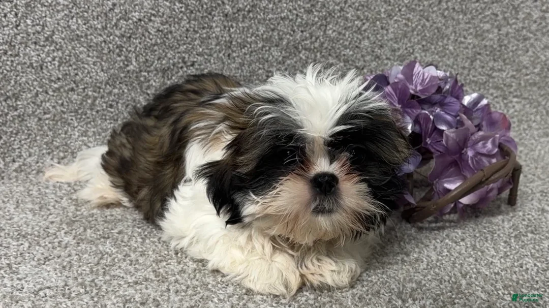Shih Tzu dogs for sale: April - Ad 1
