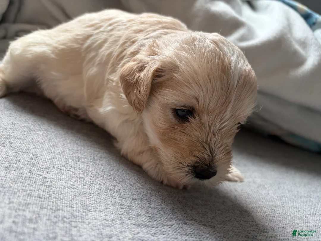 Miniature Schnauzer dogs for sale: Buzz - Ad 2