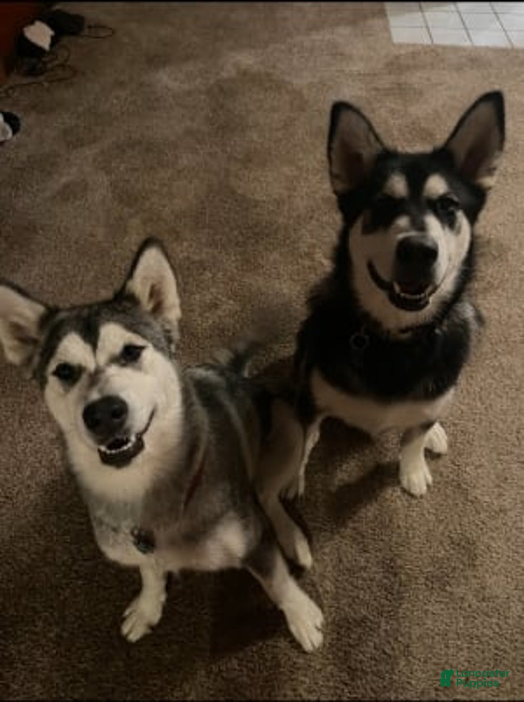 Gallery Image {{count}}