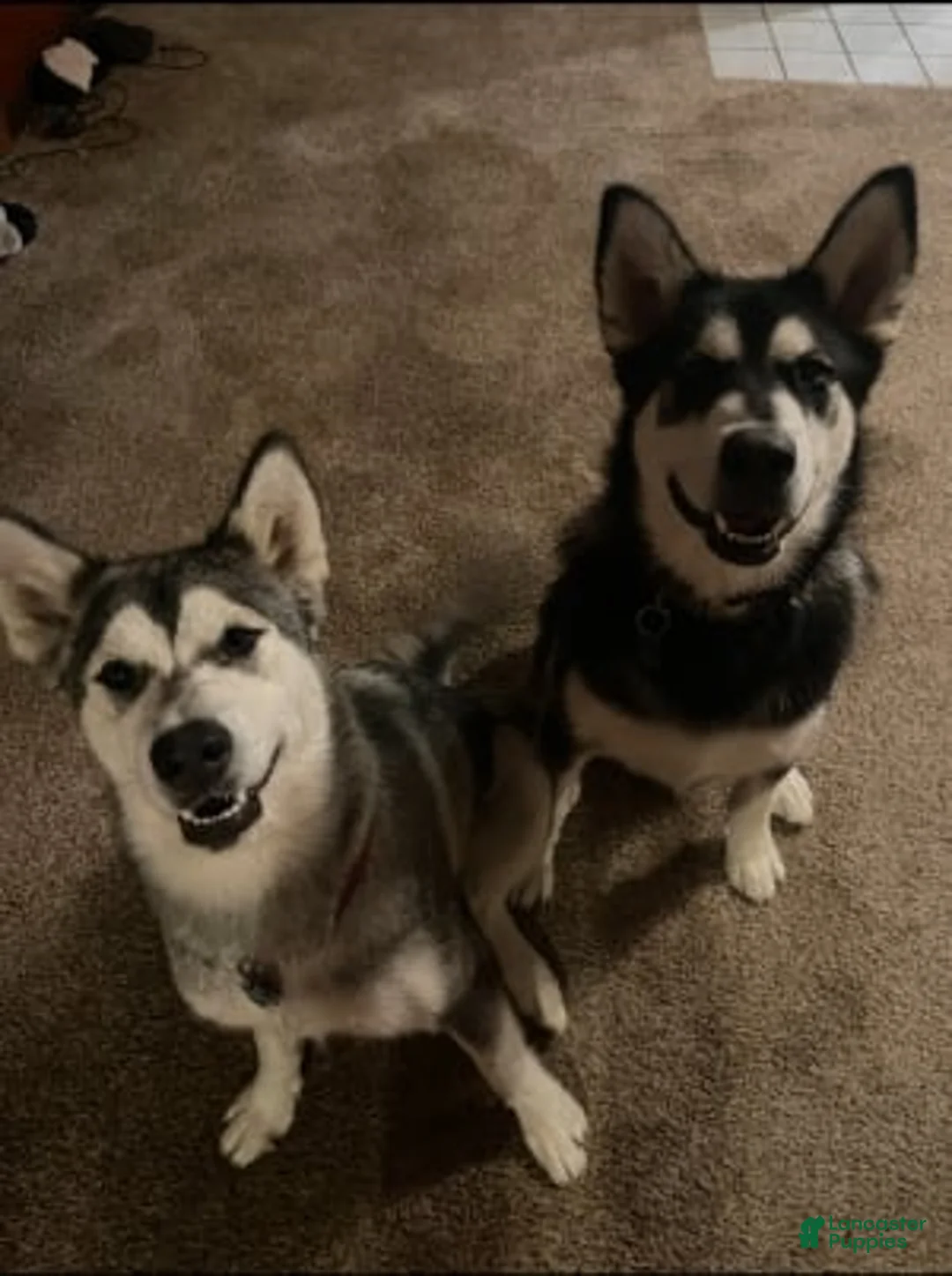 Gallery Image {{count}}