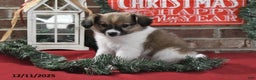 Papillon dogs for sale: Oscar - Ad 2