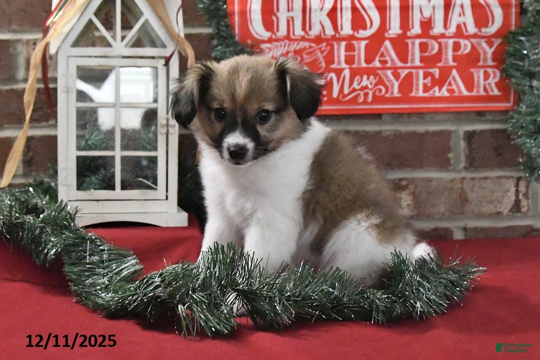 Papillon dogs for sale: Oscar - Ad 2