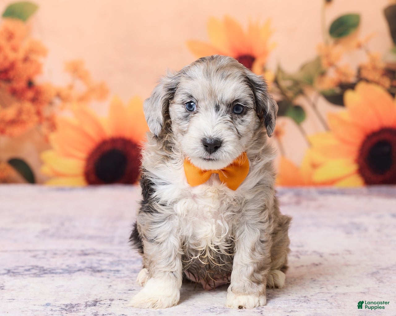 Mini Aussiedoodle dogs for sale: Anton - Ad 3