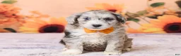 Mini Aussiedoodle dogs for sale: Anton - Ad 1