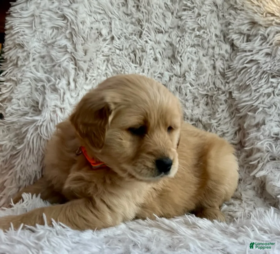 Golden Retriever dogs for sale: Lola - Ad 4