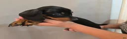 Miniature Dachshund dogs for sale: Miniature Dachshund Puppy 5 - Ad 3
