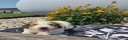 Mixed Breed dogs for sale: Rock - Ad 9