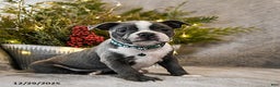 Boston Terrier dogs for sale: Caspar - Ad 4