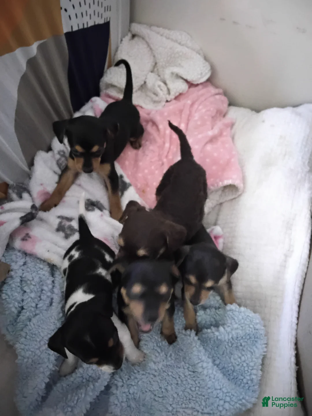 Mixed Breed dogs for sale: ChiChi - Ad 11