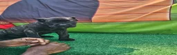 Cane Corso dogs for sale: BLAZE - Ad 3