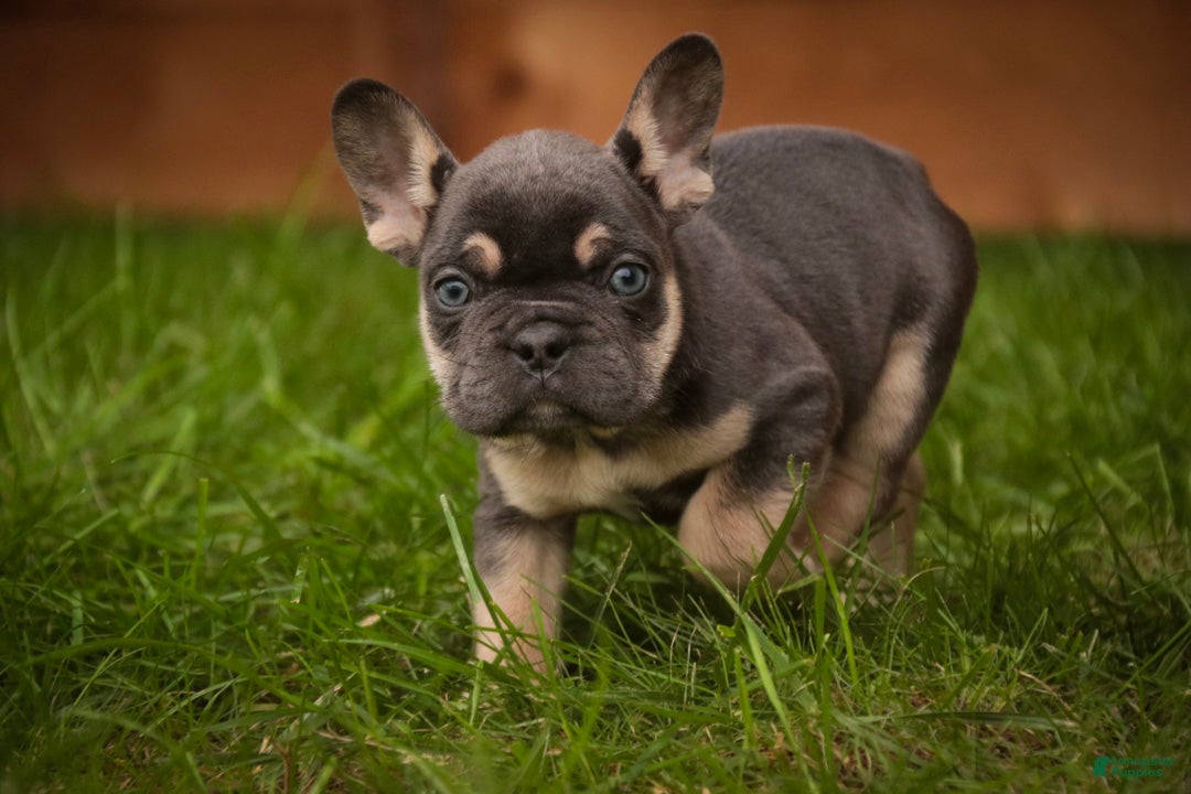 French Bulldog dogs Gunner French Bulldog  - Ad 2