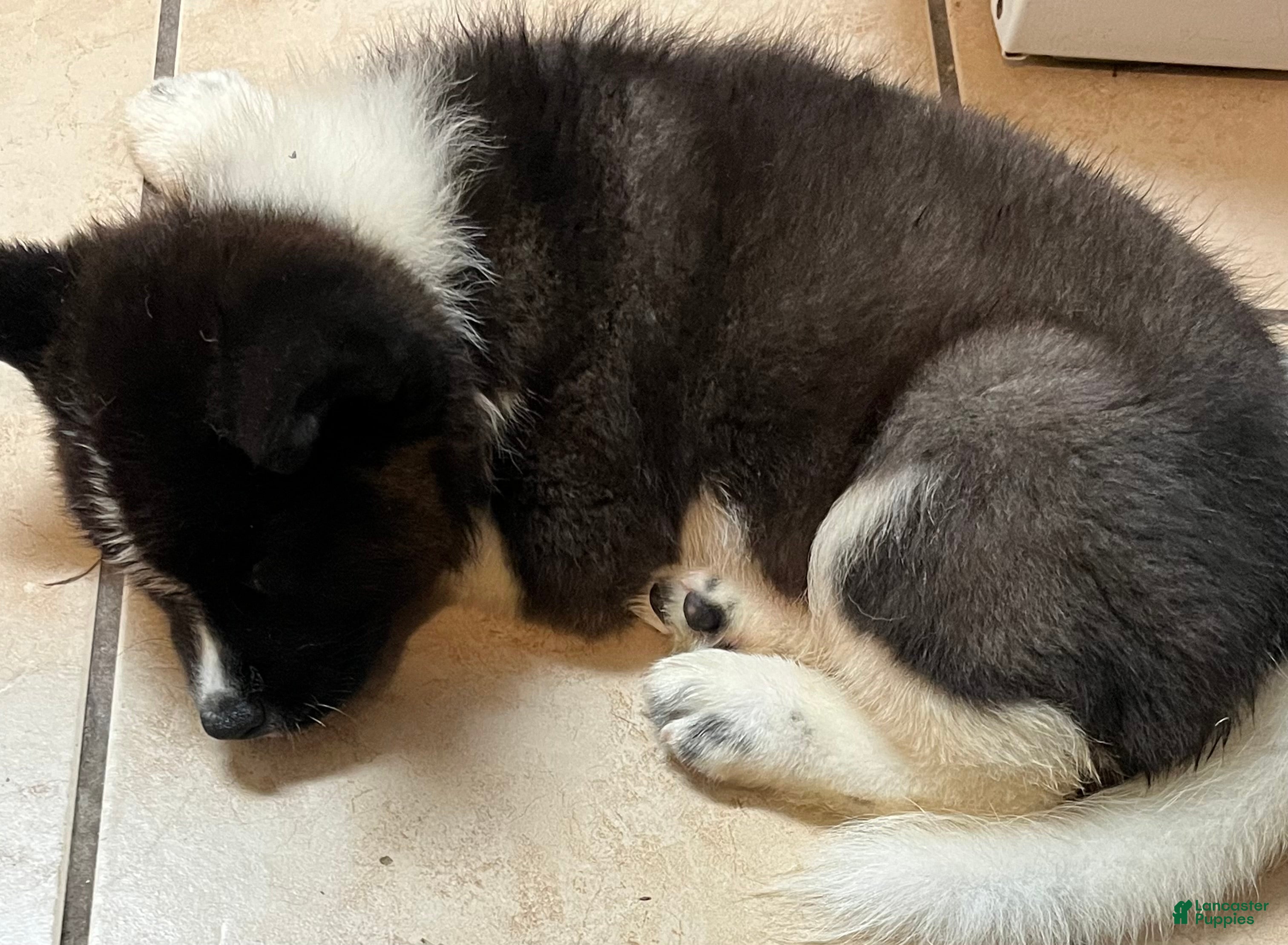 Akita dogs Rocky - Ad 33