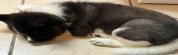 Akita dogs for sale: Rocky - Ad 1