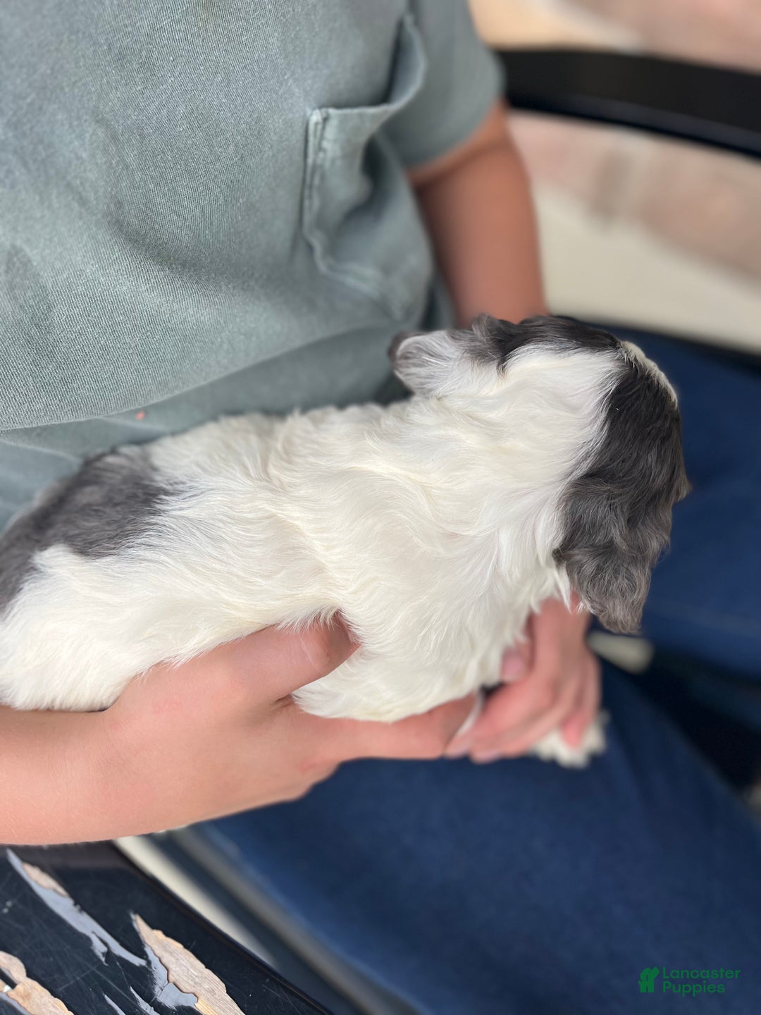 Cockapoo dogs for sale: Aspen - Ad 2