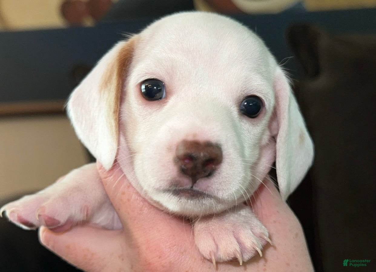 Miniature Dachshund dogs Miniature Dachshund Puppy 4 - Ad 10