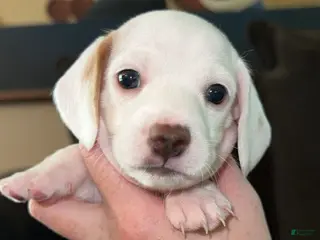 Miniature Dachshund dogs Miniature Dachshund Puppy 4 - Ad 10