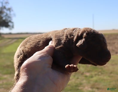 Chesapeake Bay Retriever dogs for sale: Chesapeake Bay Retriever 5 - Ad 2