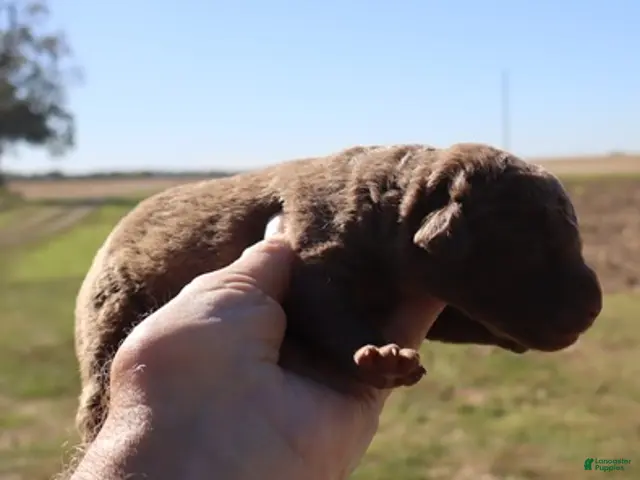 Chesapeake Bay Retriever dogs for sale: Chesapeake Bay Retriever 5 - Ad 2
