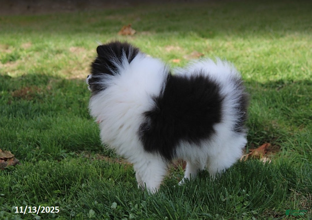 Pomeranian dogs for sale: Karter - Ad 7