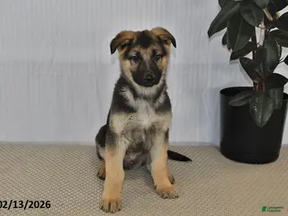 German Shepherd dogs Spike - Ad 32
