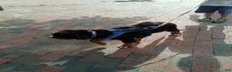 Bernese Mountain Dog dogs for sale: Bernese Mountain Dog 1 - Ad 4