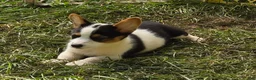 Welsh Corgi Pembroke dogs for sale: Oreo girl  - Ad 16