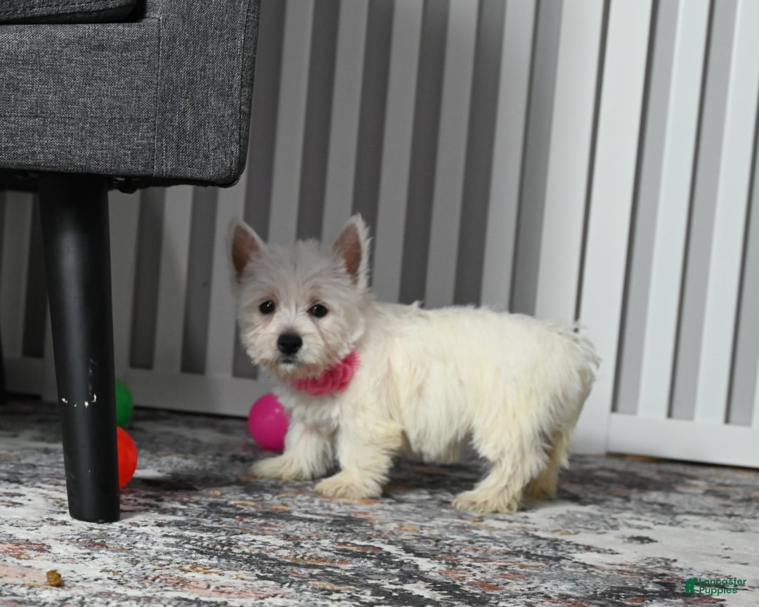 West Highland Terrier dogs for sale: Sally - Ad 1