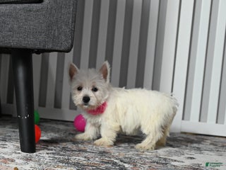 West Highland Terrier dogs Sally - Ad 16