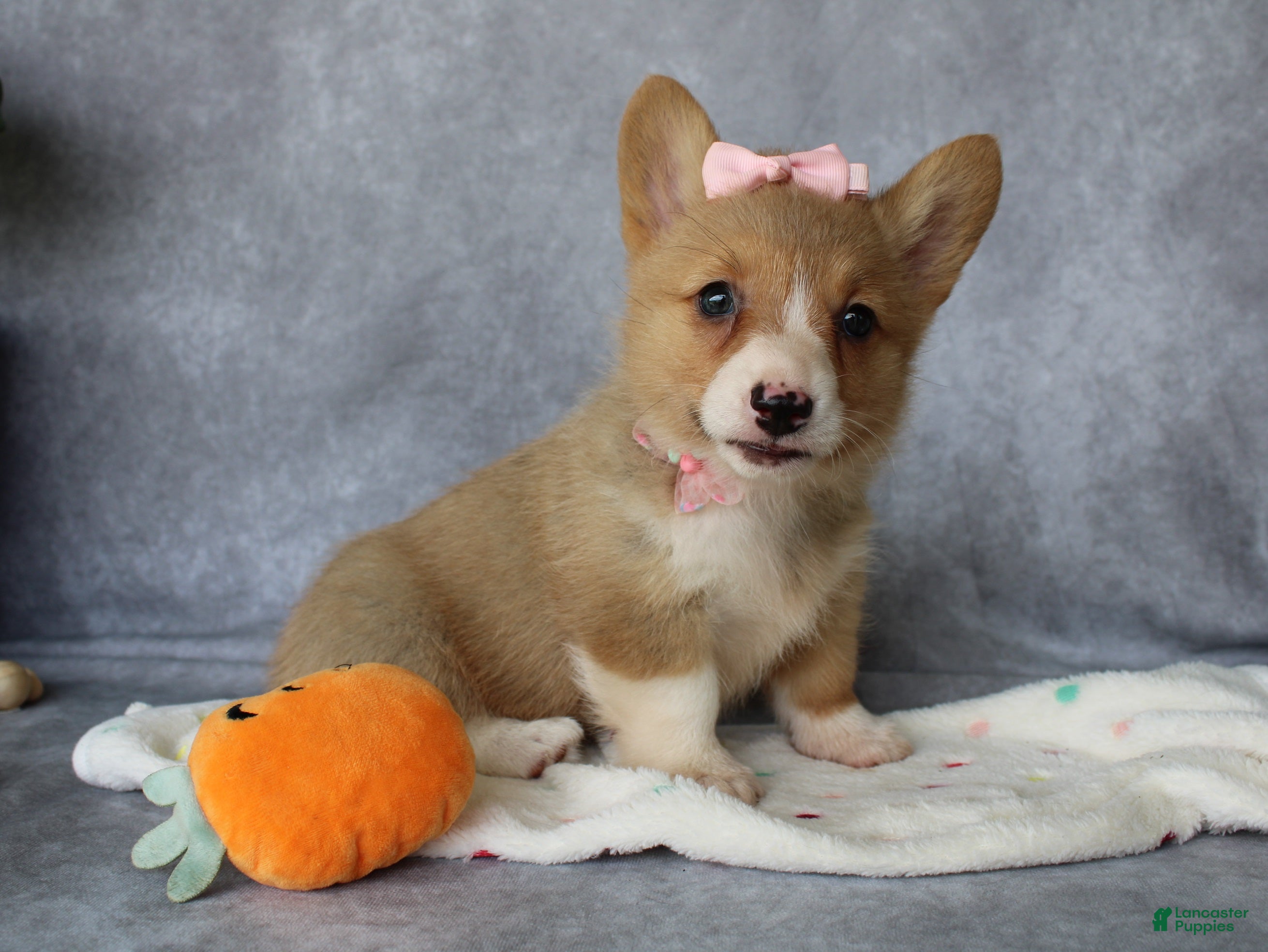 Welsh Corgi Pembroke dogs Lola - Ad 1