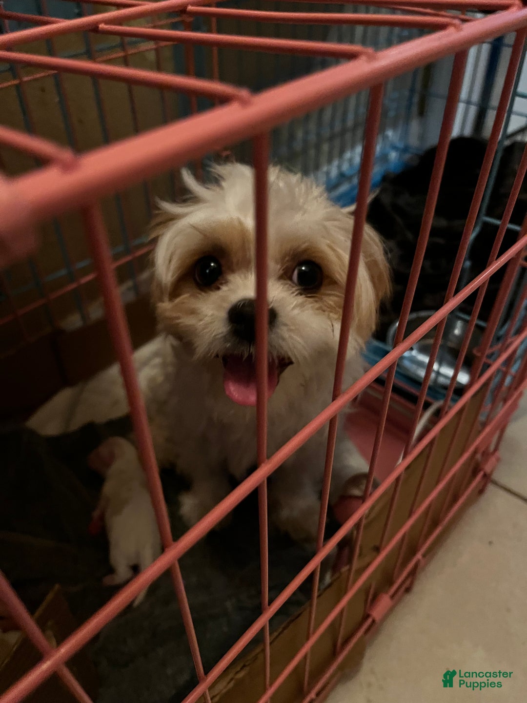 Shih Tzu dogs for sale: Maple - Ad 11