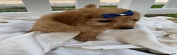 Goldendoodle dogs for sale: Maverick-Male - Ad 6