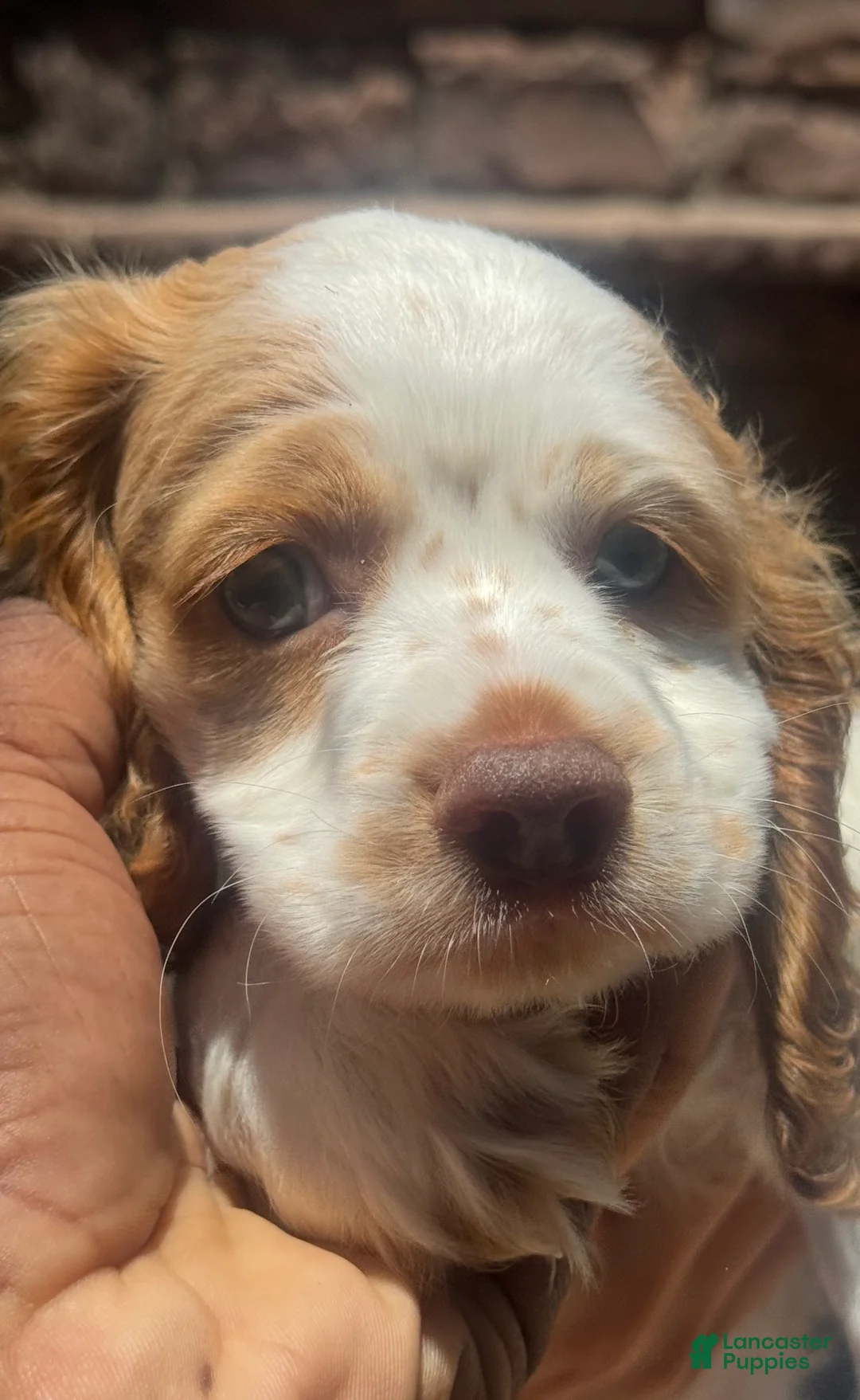 Cocker Spaniel dogs for sale: Cocker Spaniel 2 - Ad 2