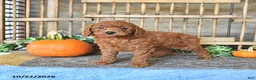 Mini Goldendoodle dogs for sale: Bonnie - Ad 4