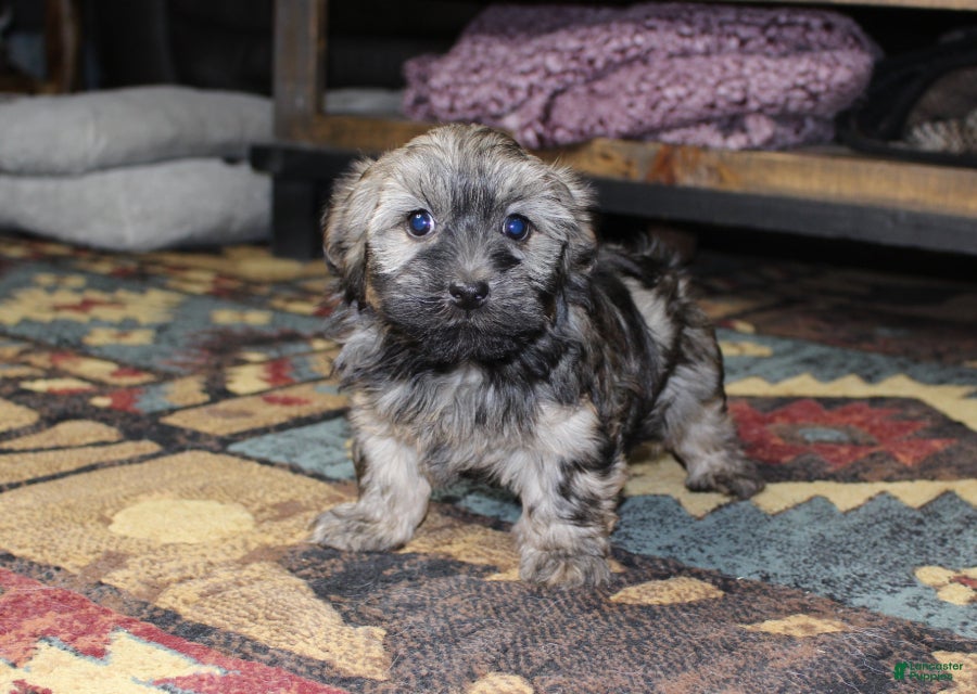 Havanese dogs Milo - Ad 26