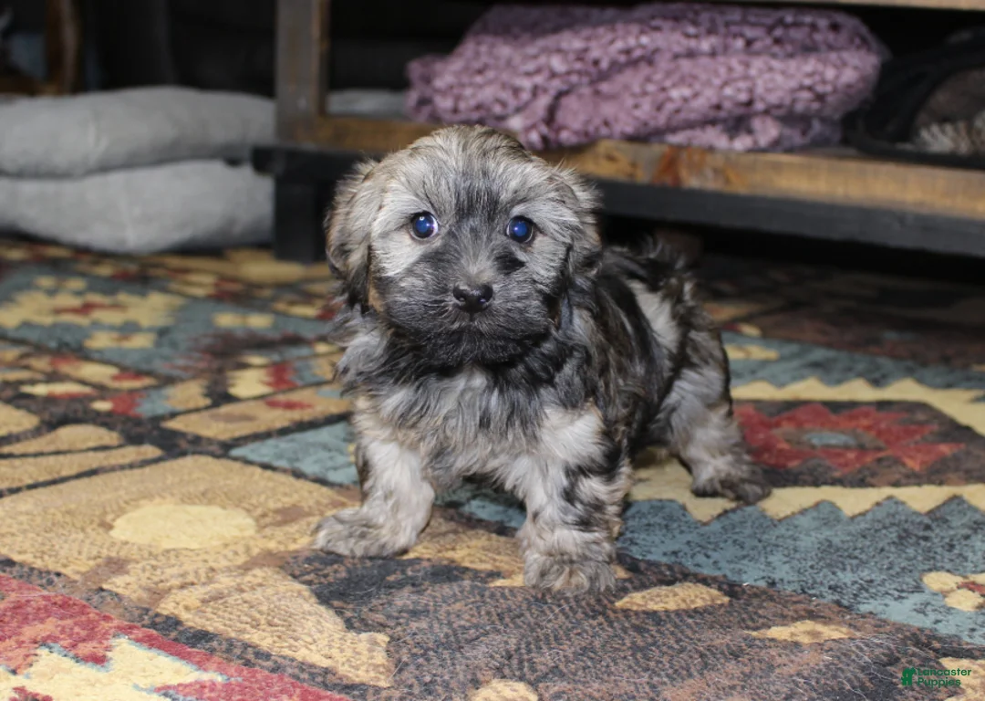 Havanese dogs for sale: Milo - Ad 1