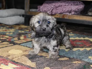 Havanese dogs Milo - Ad 26
