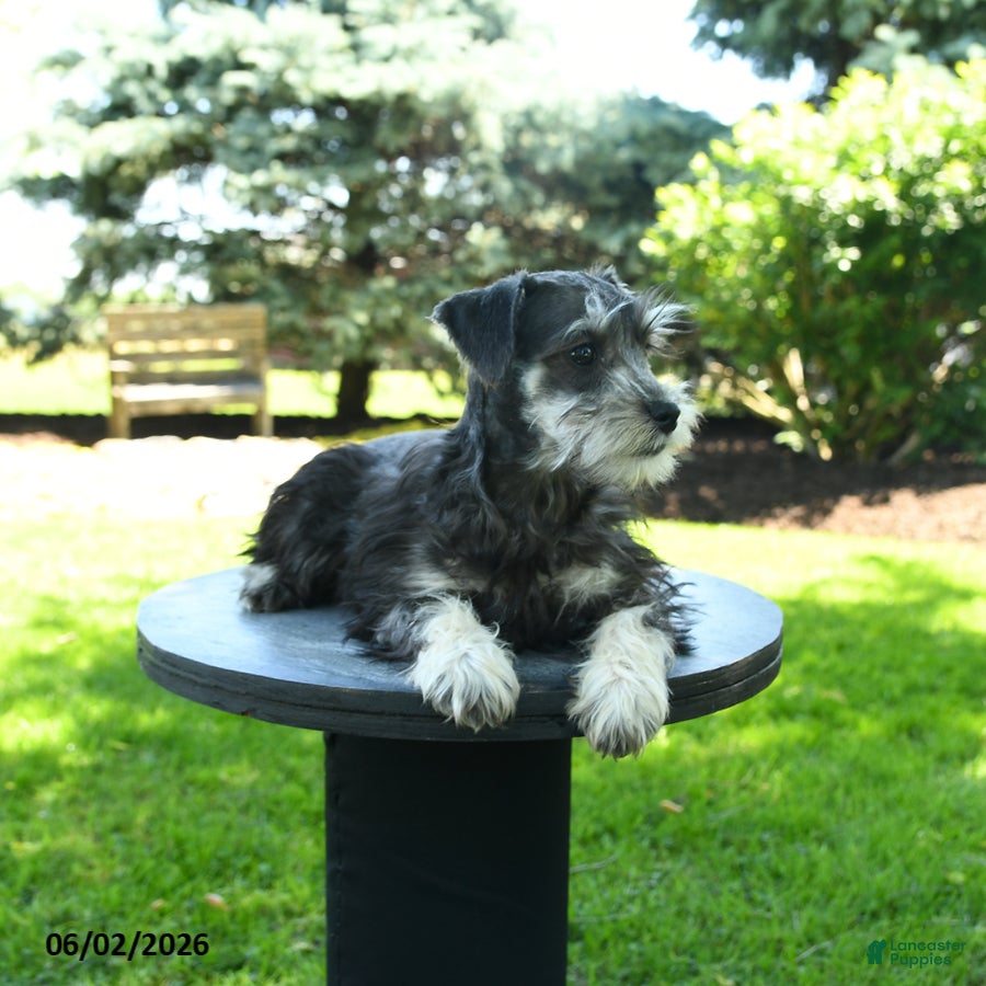 Miniature Schnauzer dogs Bella   - Ad 2