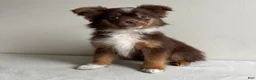 Toy Australian Shepherd dogs for sale: Petey - Ad 3