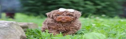 Miniature Poodle dogs for sale: Cookie - Ad 1