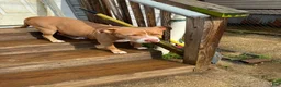American Pit Bull Terrier dogs for sale: Jessie - Ad 4