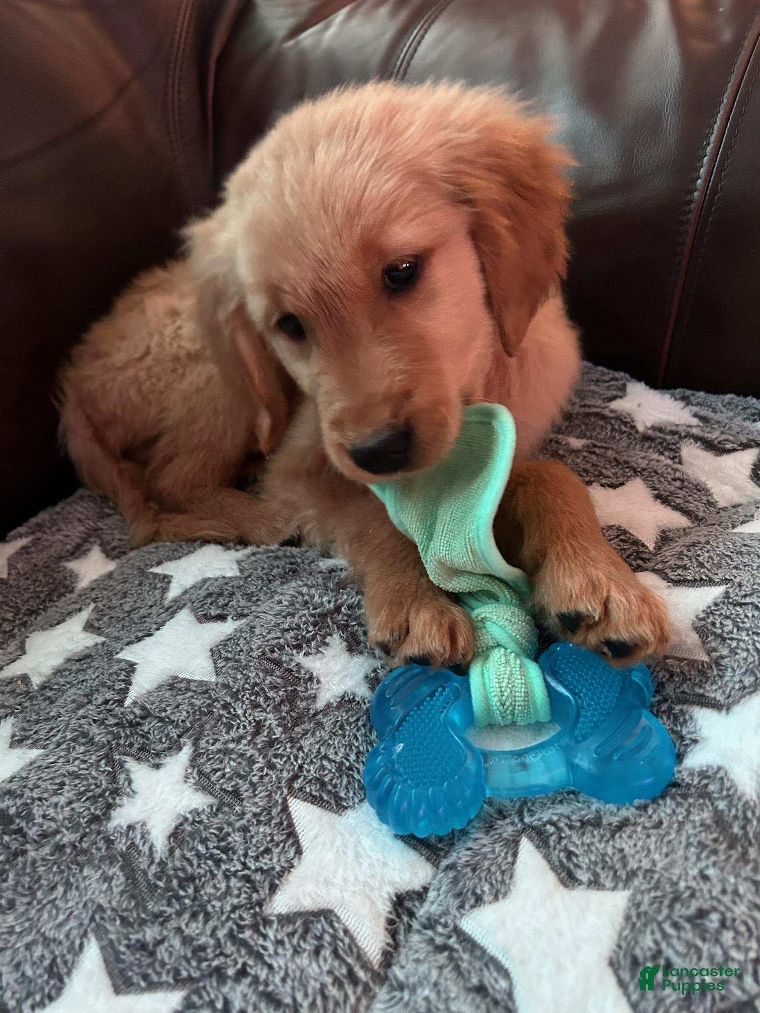 Golden Retriever dogs heide - Ad 4