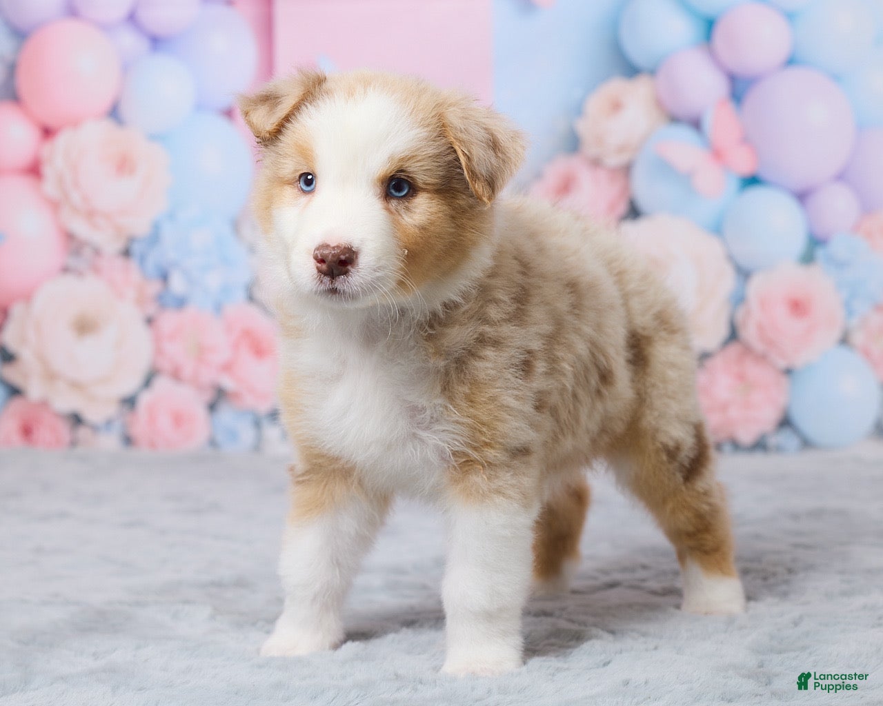 Australian Shepherd dogs Cooper - Ad 1