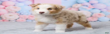 Cooper