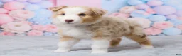 Australian Shepherd dogs for sale: Cooper - Ad 3