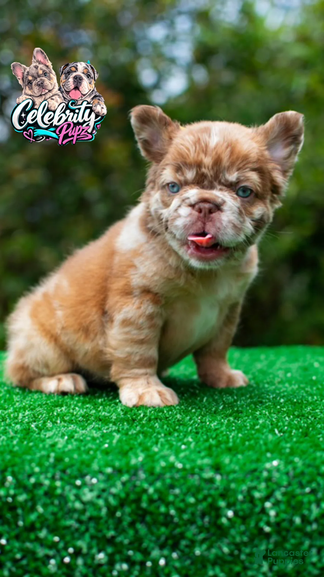 French Bulldog dogs for sale: "SKYE" Compact CHOCOLATE Merle Big Rope Fluffy Carrier - USA Delivery - Ad 8