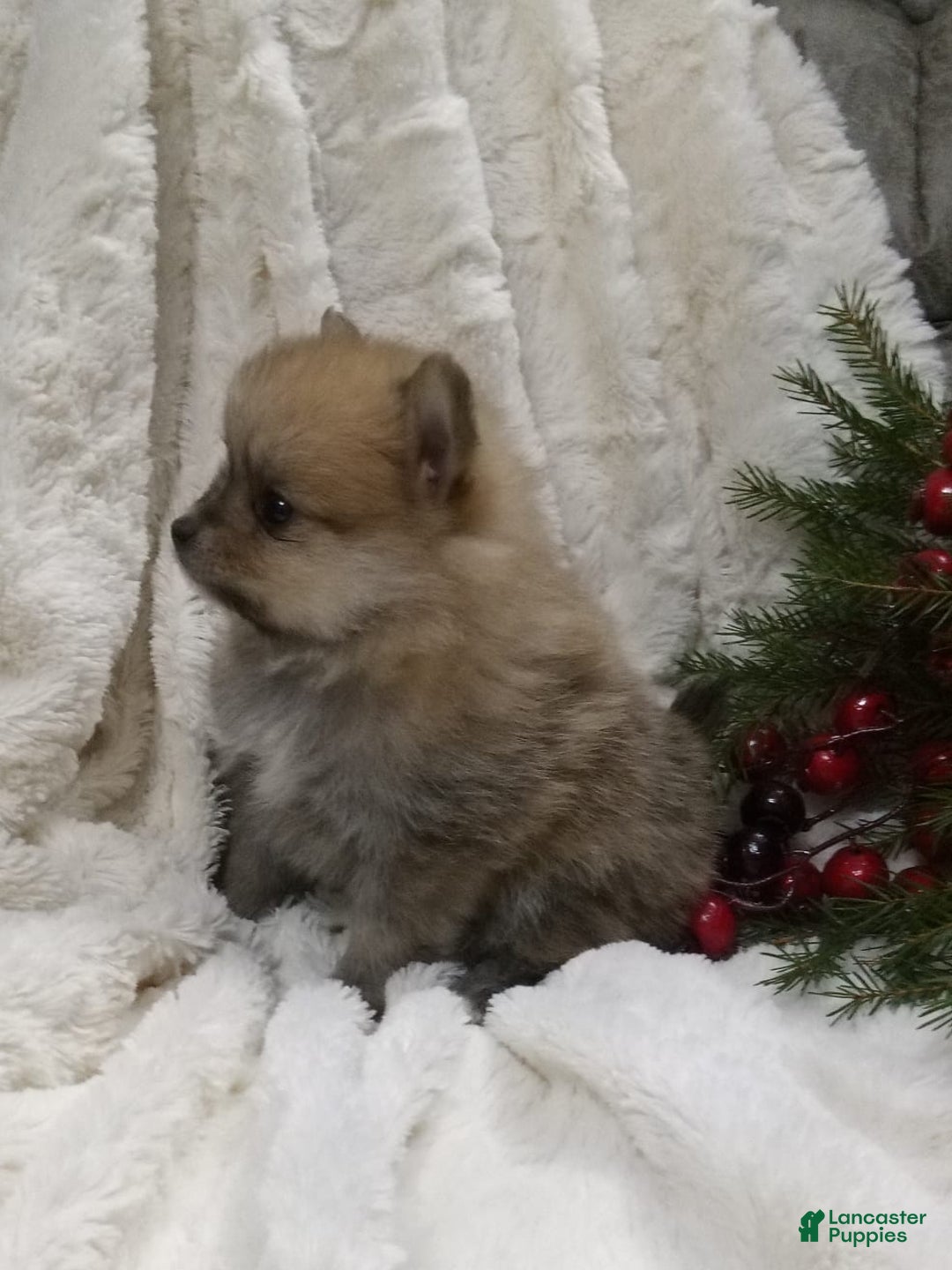 Pomeranian dogs for sale: Charlie  - Ad 4