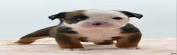 Mixed Breed dogs for sale: Rosie - Ad 8