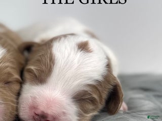 Goldendoodle dogs F1b Mini Girl 4 - Ad 40