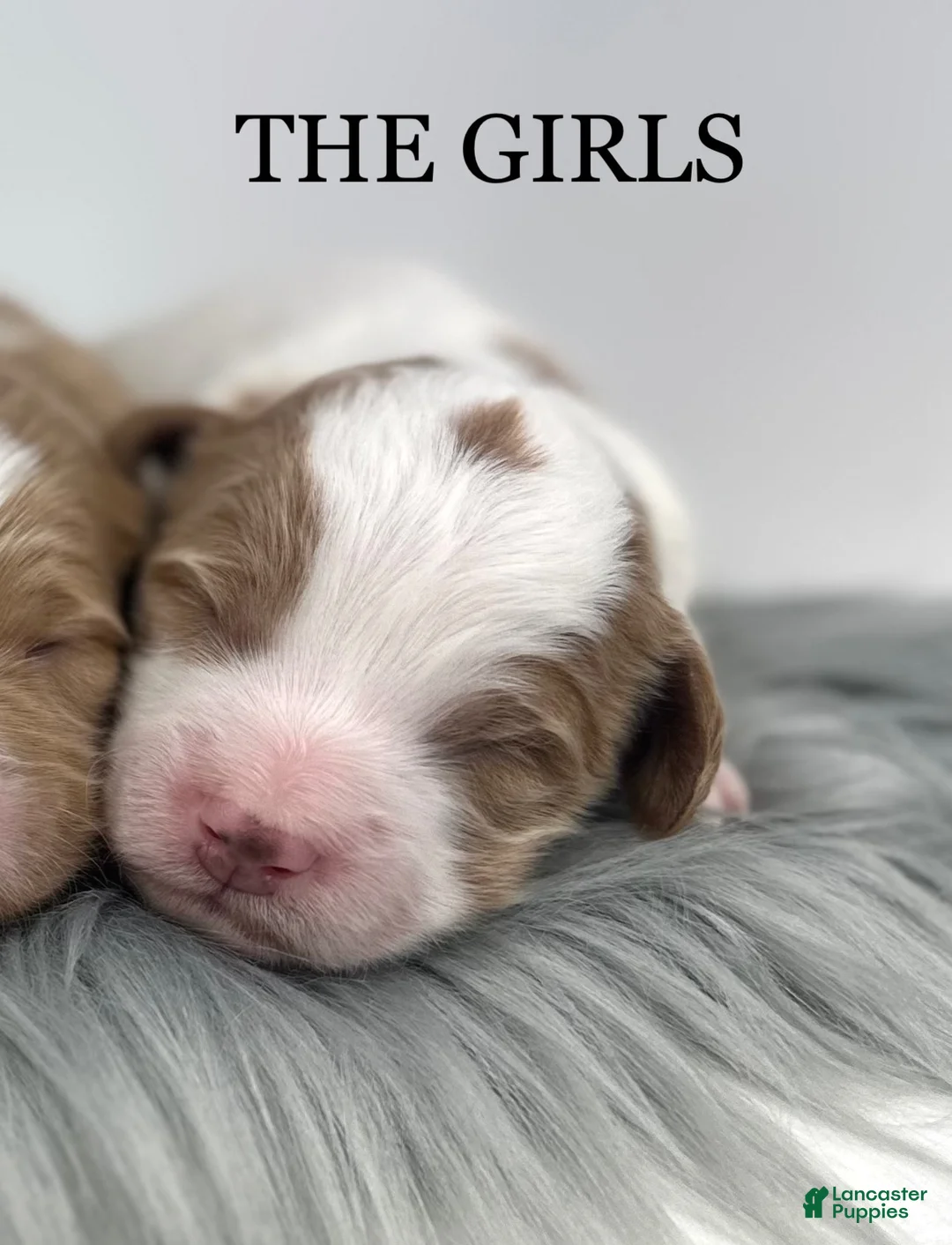 Goldendoodle dogs for sale: Harper-F1b Mini - Ad 5