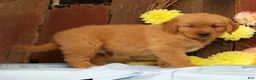 Golden Retriever dogs for sale: Hosea - Ad 7